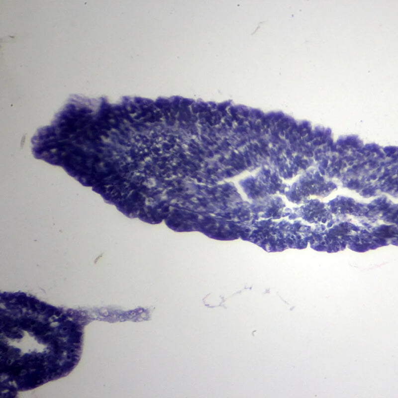 Set preparate zoologica pentru microscop (25 buc)