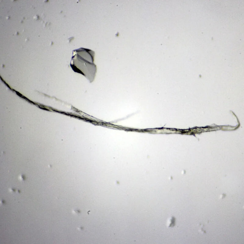 Set preparate zoologica pentru microscop (25 buc)