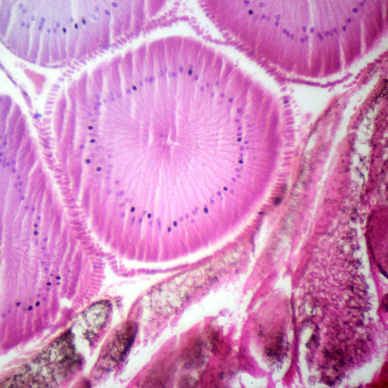 Set preparate zoologica pentru microscop (25 buc)