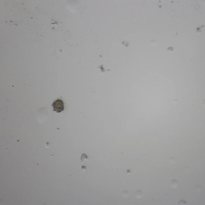Set preparate zoologica pentru microscop (25 buc)
