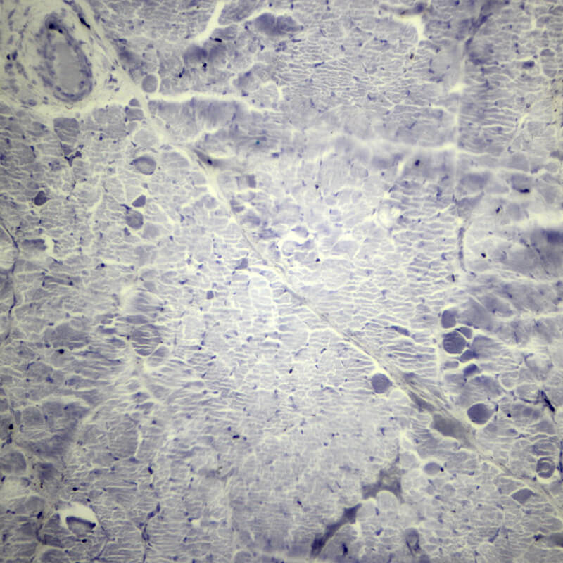 Set preparate anatomie pentru microscop (25 buc)