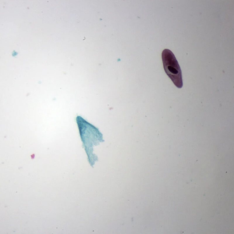 Set preparate zoologica pentru microscop (25 buc)