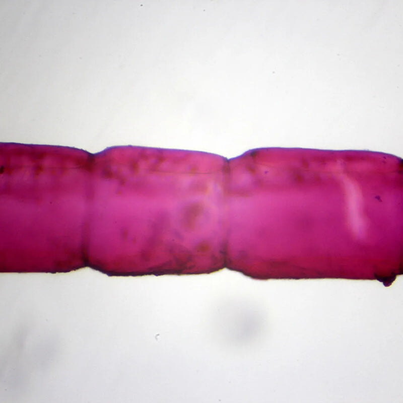 Set preparate zoologica pentru microscop (25 buc)