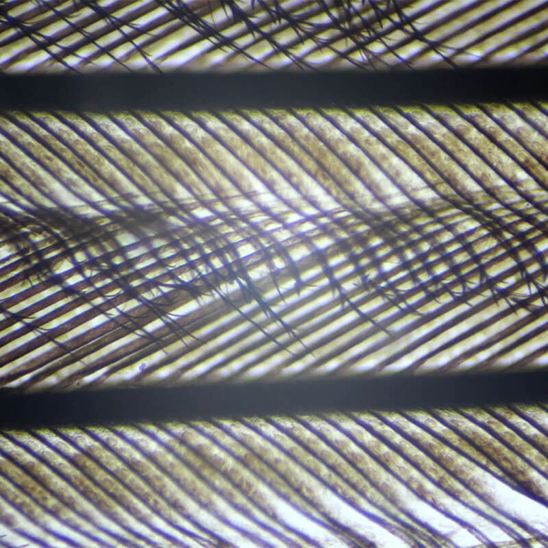Set preparate zoologica pentru microscop (25 buc)