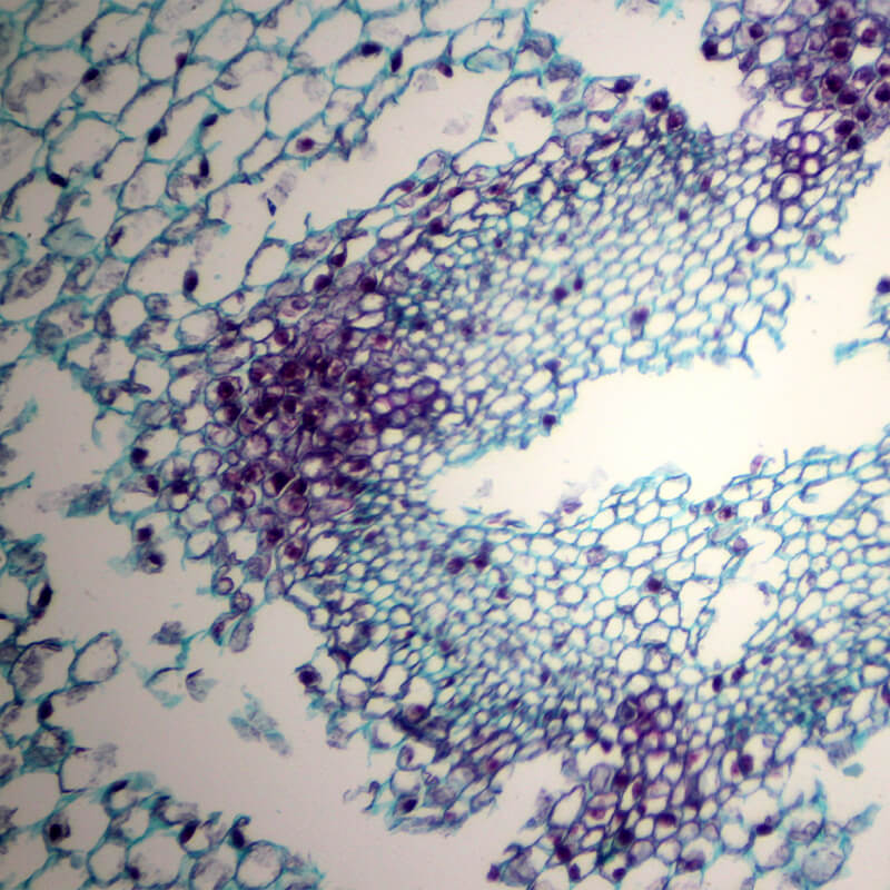 Set preparate botanica pentru microscop (25 buc)