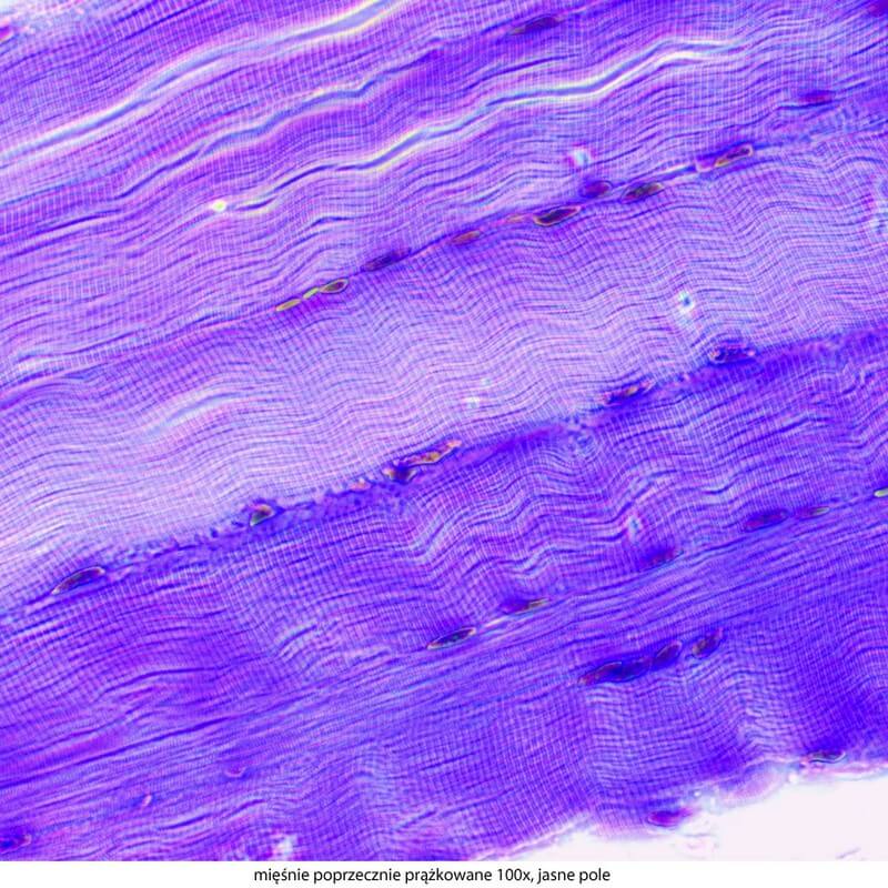 Microscop biologic trinocular DELTA Genetic Pro Trino (40x-1000x)