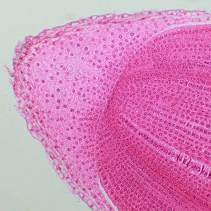 Microscop biologic trinocular BIM-313T PLAN LED (40x-1000x)