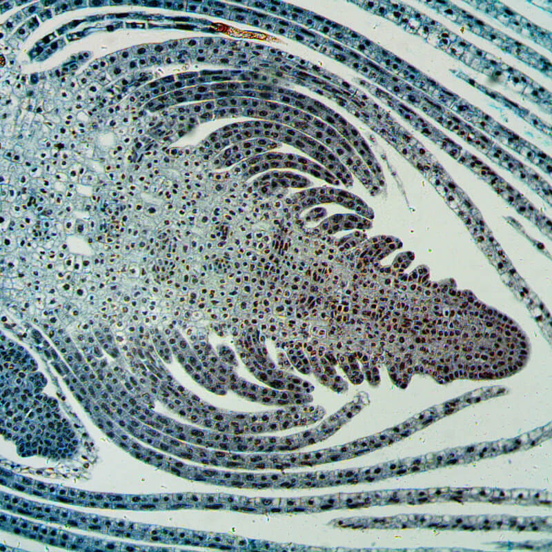 Microscop biologic binocular educational BIM-270B (40-400x)