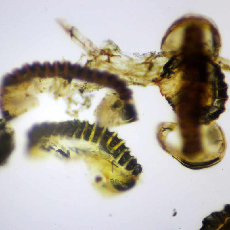 Microscop biologic binocular BIM-135B EA semiPLAN (40x-1000x)