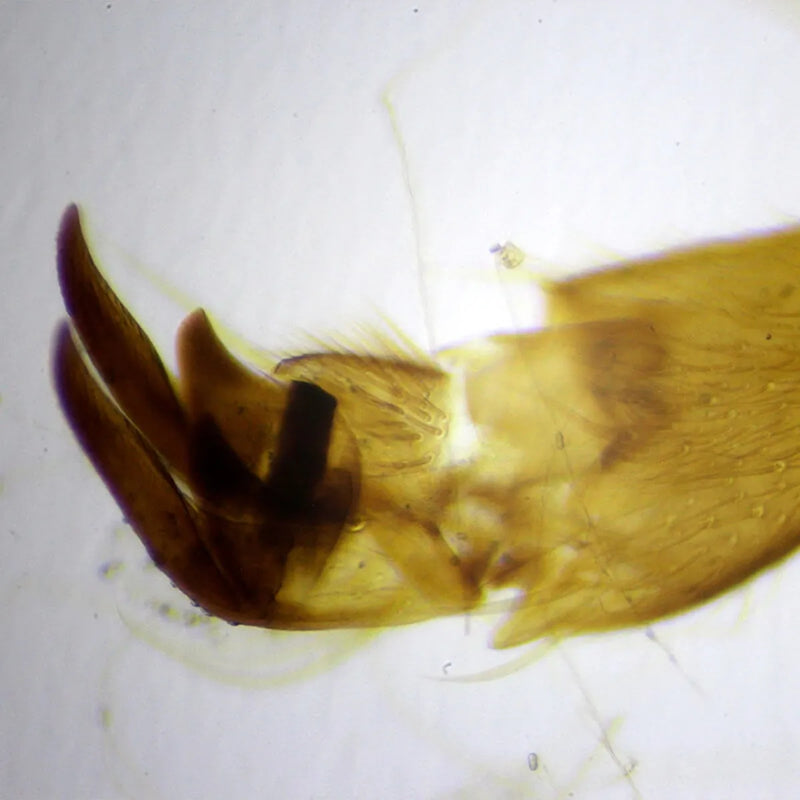 Set preparate zoologica pentru microscop (25 buc)