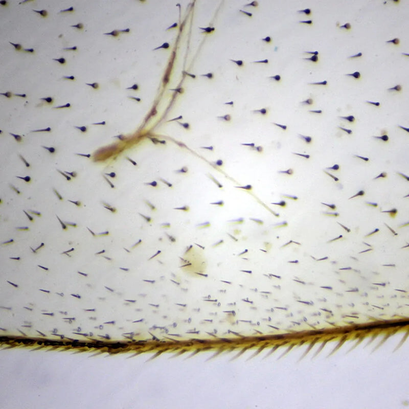 Set preparate zoologica pentru microscop (25 buc)