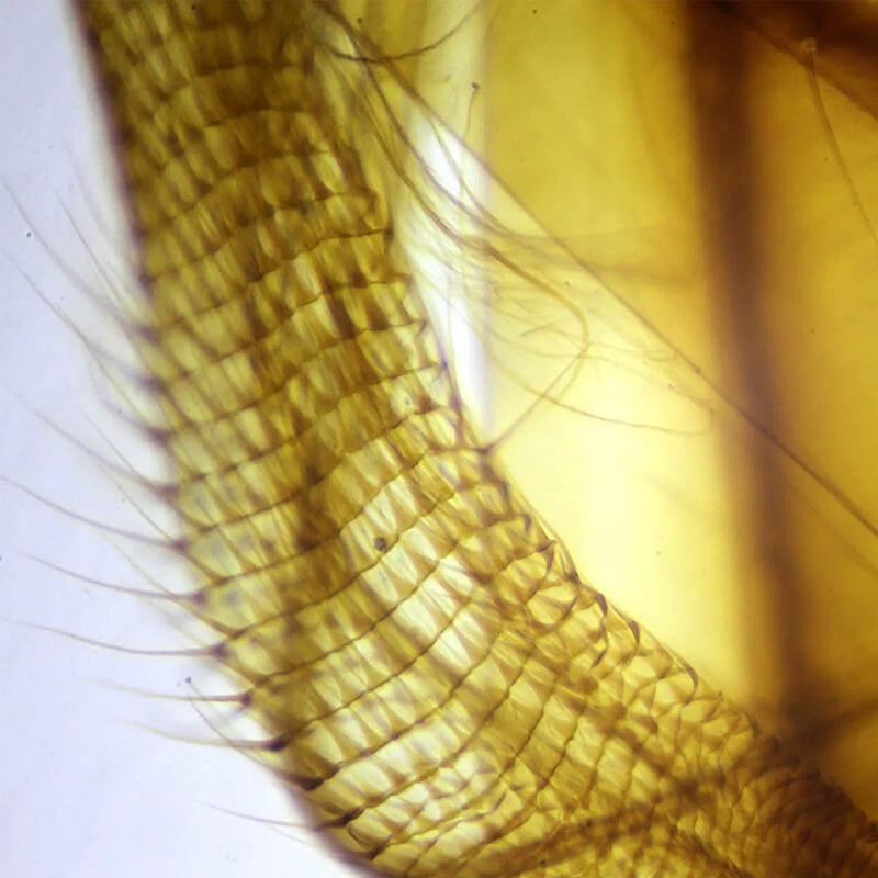 Set preparate zoologica pentru microscop (25 buc)