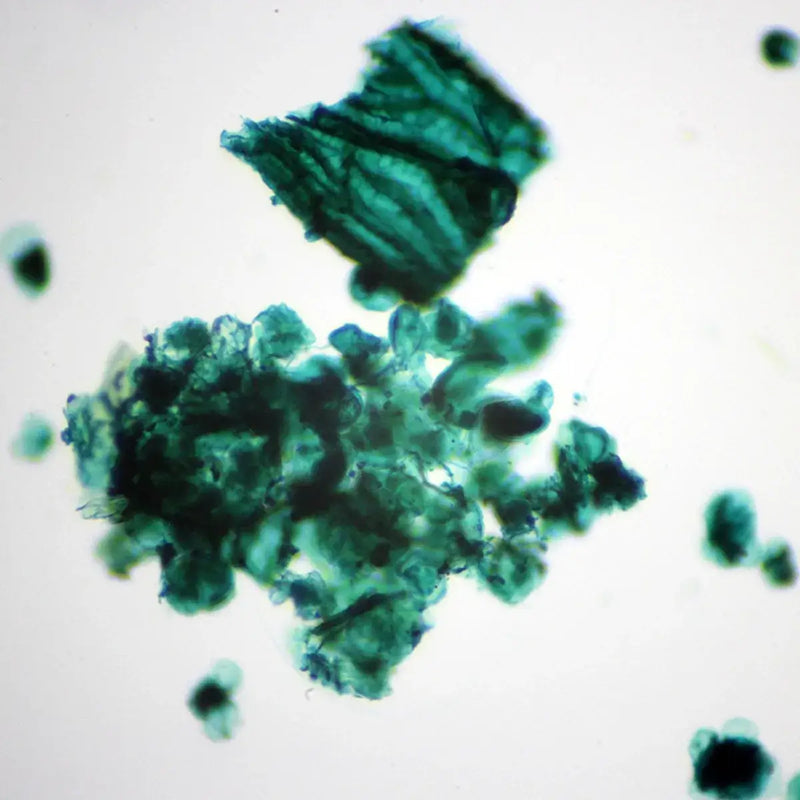 Set preparate botanica pentru microscop (25 buc)