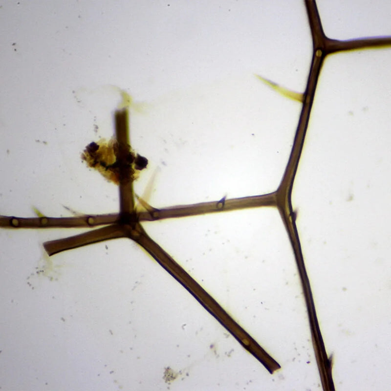 Set preparate zoologica pentru microscop (25 buc)
