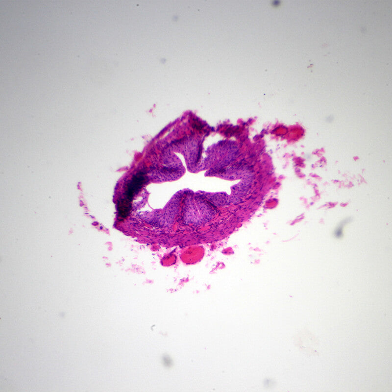 Set preparate mixt pentru microscop (25 buc)