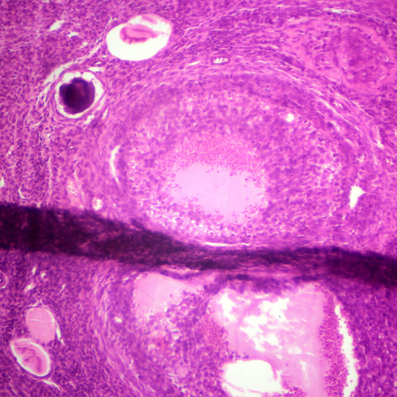 Set preparate anatomie pentru microscop (25 buc)