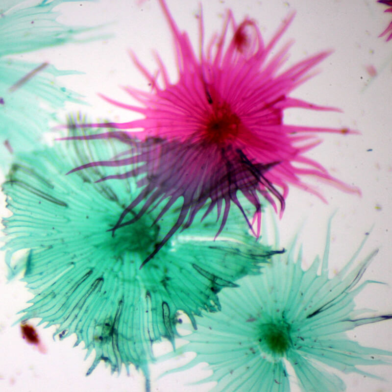 Microscop biologic monocular BIM-151M LED (40-1000x)