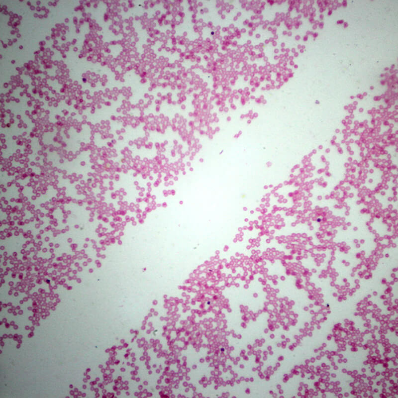 Set preparate anatomie pentru microscop (25 buc)