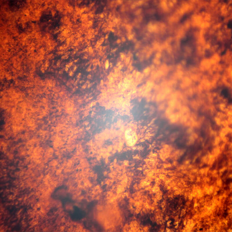 Set preparate anatomie pentru microscop (25 buc) image 2