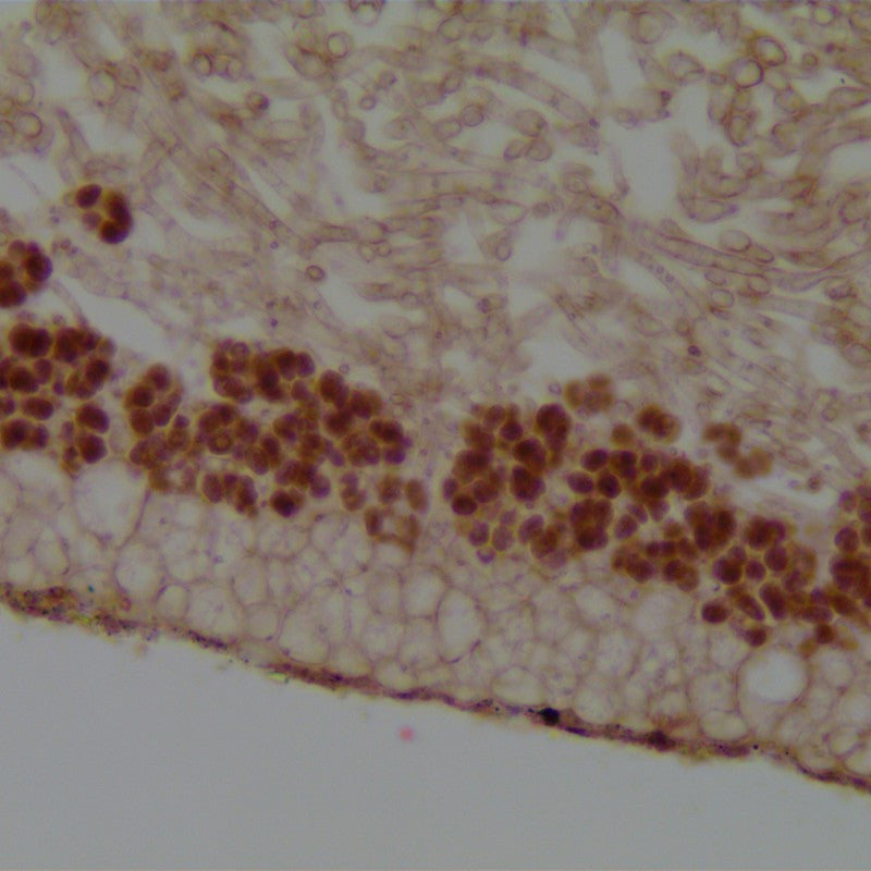 Camere digitale MicroQ StandAlone WiFi Full HDMI