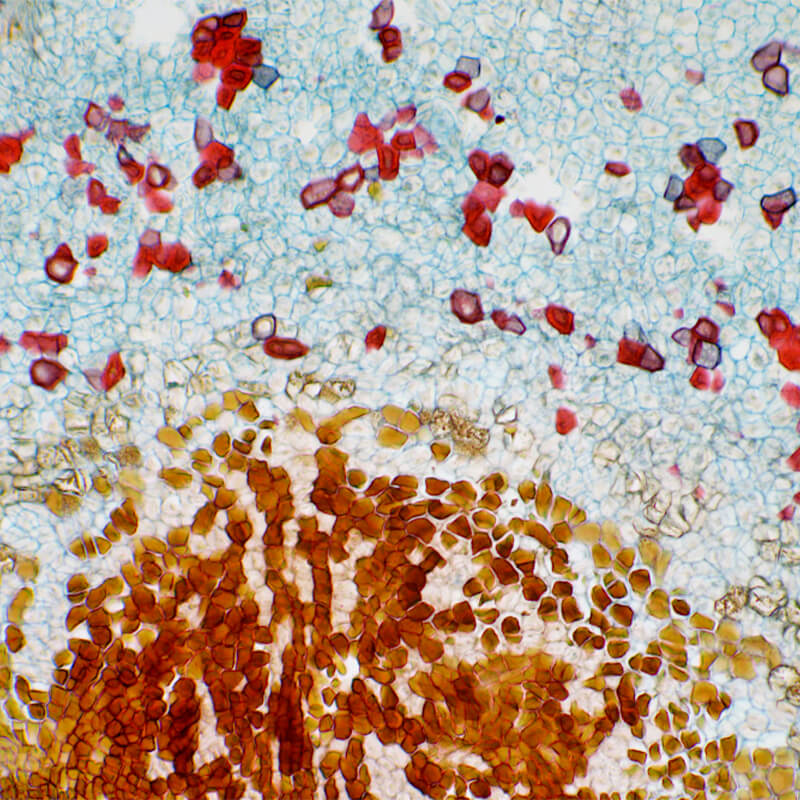 Microscop biologic Lacerta Travel (40x - 1000x)