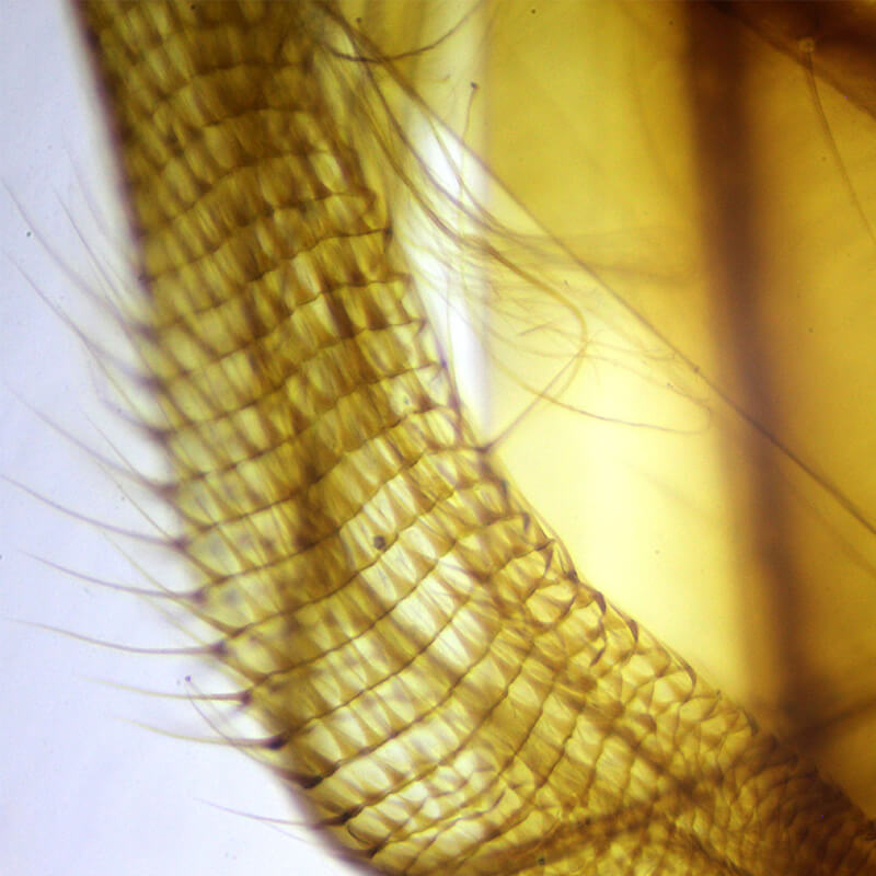 Set preparate zoologica pentru microscop (25 buc)