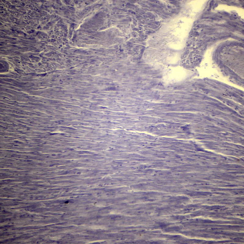 Set preparate anatomie pentru microscop (25 buc)