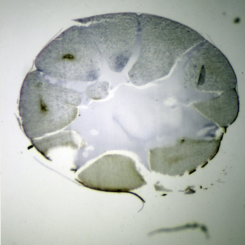 Set preparate mixt pentru microscop (25 buc)