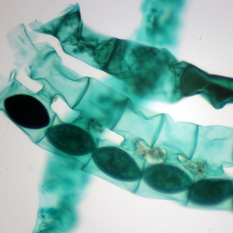 Preparate pentru microscop 100 bucati