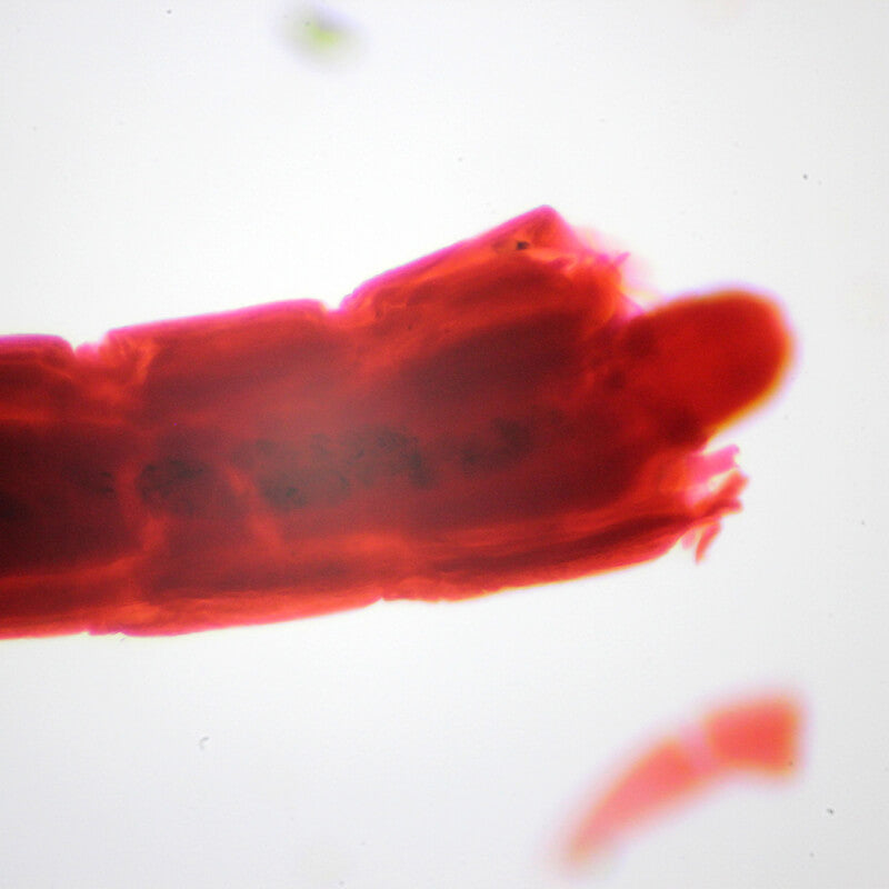 Preparate pentru microscop 100 bucati