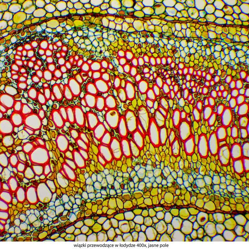 Microscop biologic trinocular DELTA Genetic Pro Trino (40x-1000x)