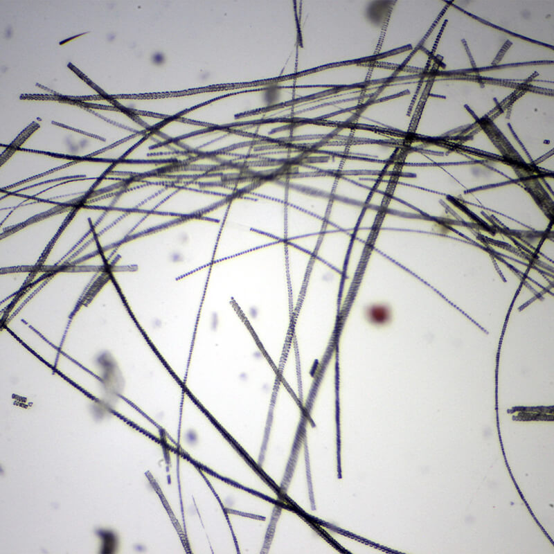 Set preparate mixt pentru microscop (25 buc)