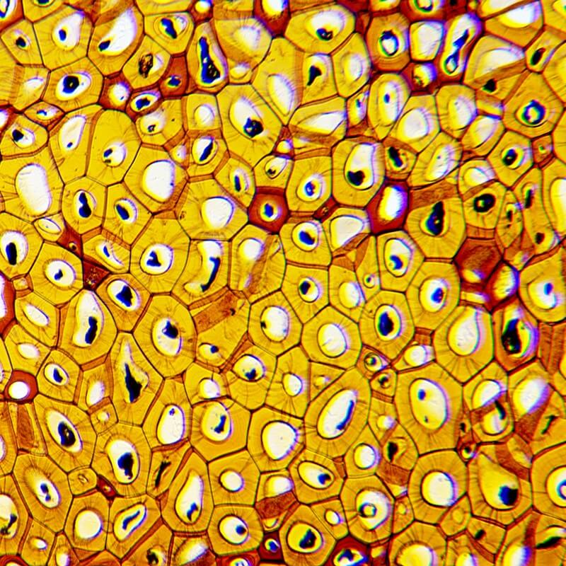 Microscop biologic monocular educational BIM-270M (40-400x)