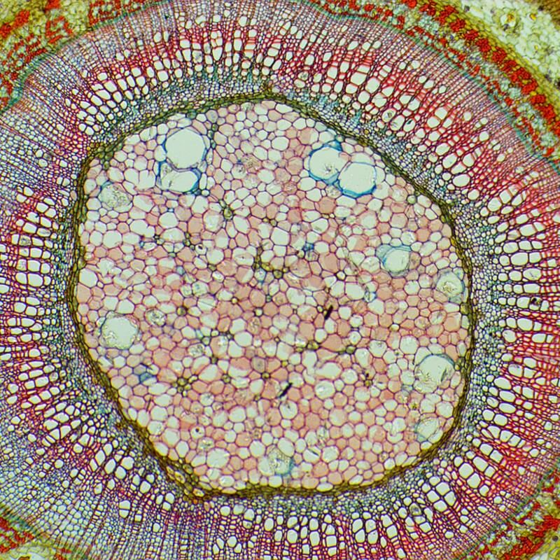 Set microscop biologic pentru elevi Student 12 (40-640x) cu LED