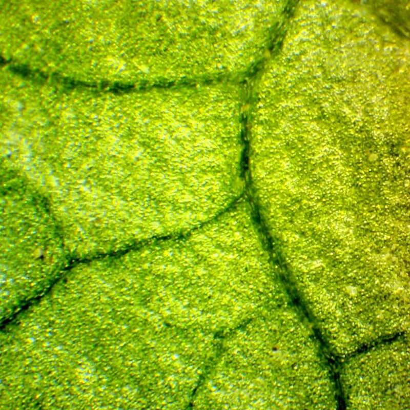 Set microscop biologic Student 12 cu camera (40-640x) pentru copii si elevi