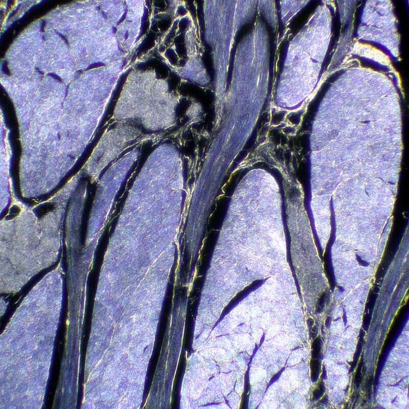 Microscop biologic trinocular BIM-313T PLAN LED (40x-1000x)