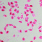 Microscop biologic BIM-313T PLAN LED (40x-1000x) (resigilat) image 3