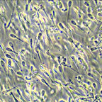 Microscop biologic BIM-313T PLAN LED (40x-1000x) (resigilat) image 4