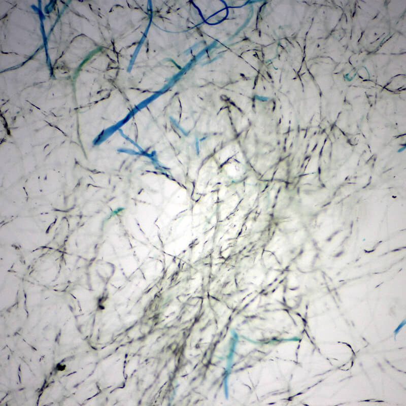 Set preparate mixt pentru microscop (25 buc)