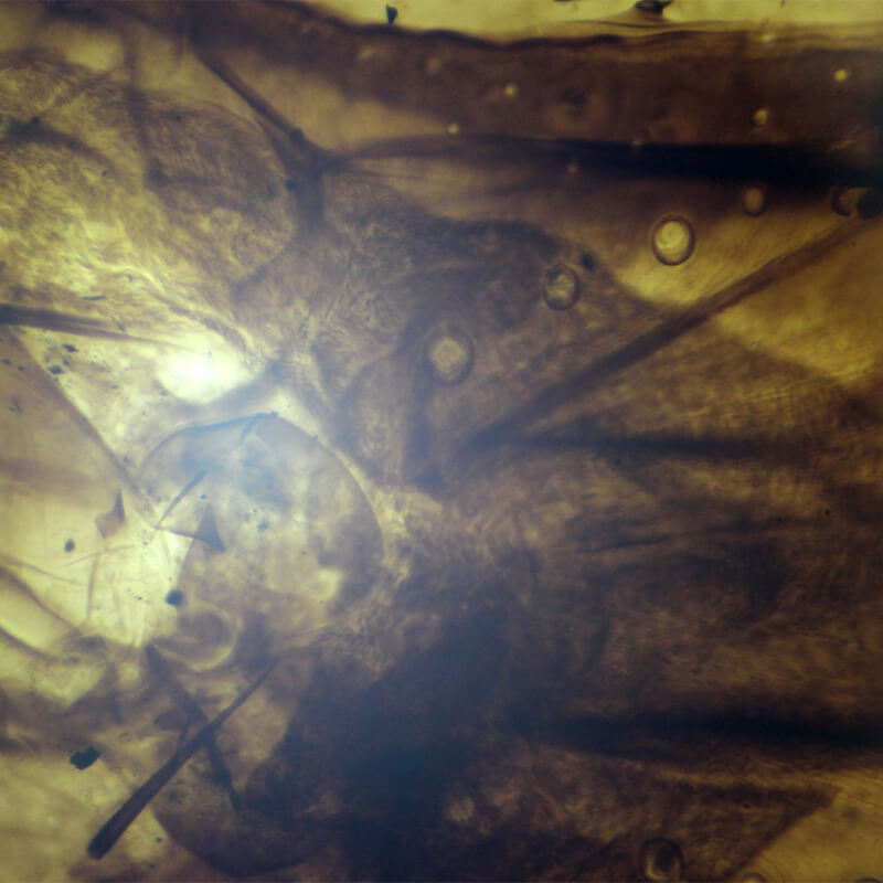 Set preparate gimnasiu pentru microscop (25 buc)