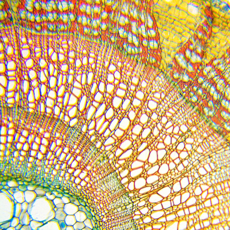 Microscop biologic Student 14 pentru elevi Student  (40-400x) cu LED