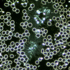 Condensator de camp inchis cardioid CDF cu LED image 2