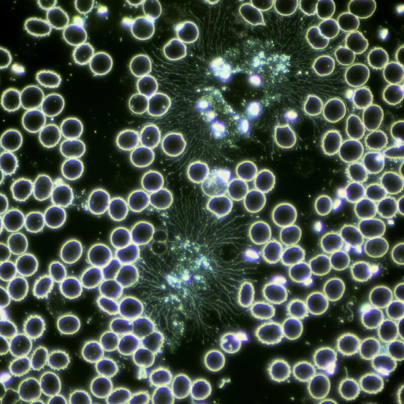 Condensator de camp inchis cardioid CDF cu LED image 2