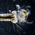 Condensator camp intunecat N.A 0.9 Delta Genetic Pro image 2