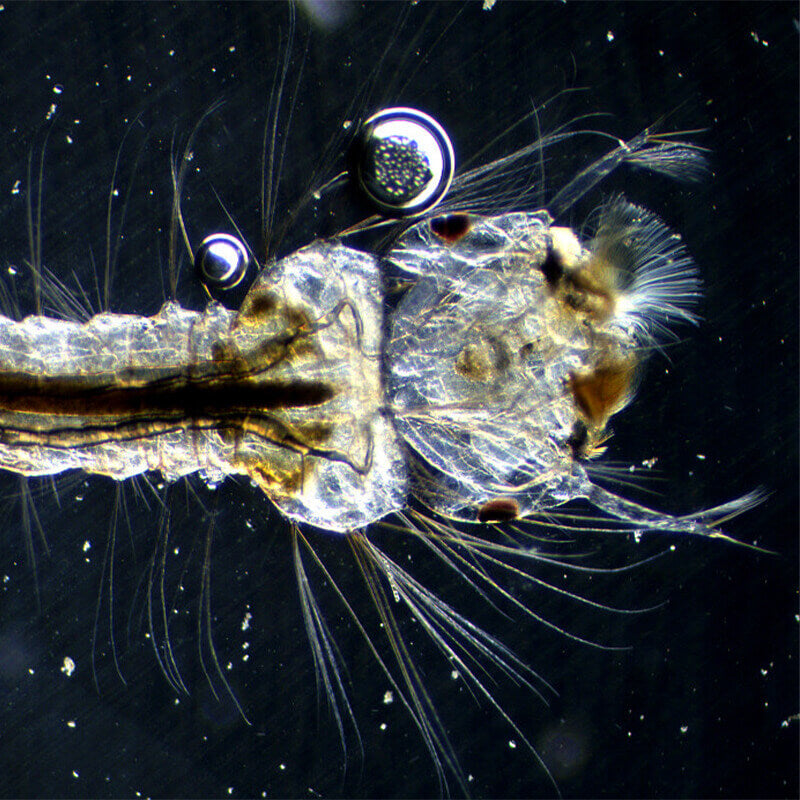 Condensator camp intunecat N.A 0.9 Delta Genetic Pro image 2