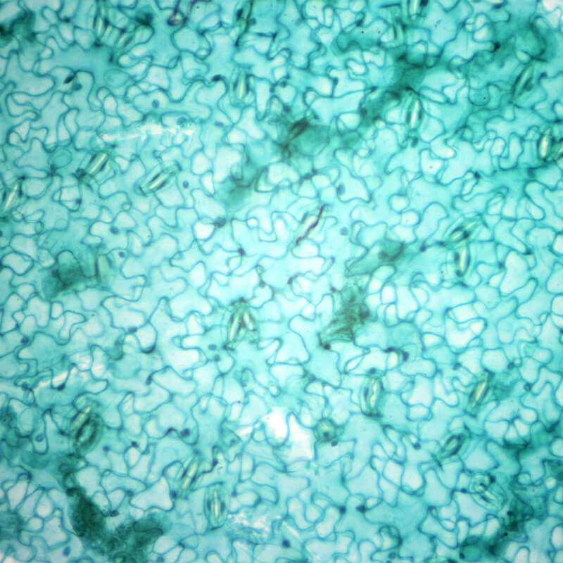 Set preparate botanica pentru microscop (25 buc)