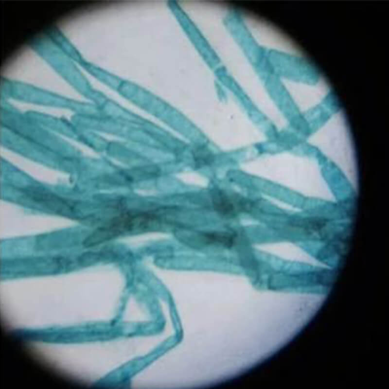 Microscop biologic portabil pentru copii Student 2 NG (80 si 200x)