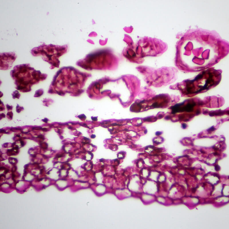 Set preparate botanica pentru microscop (25 buc)