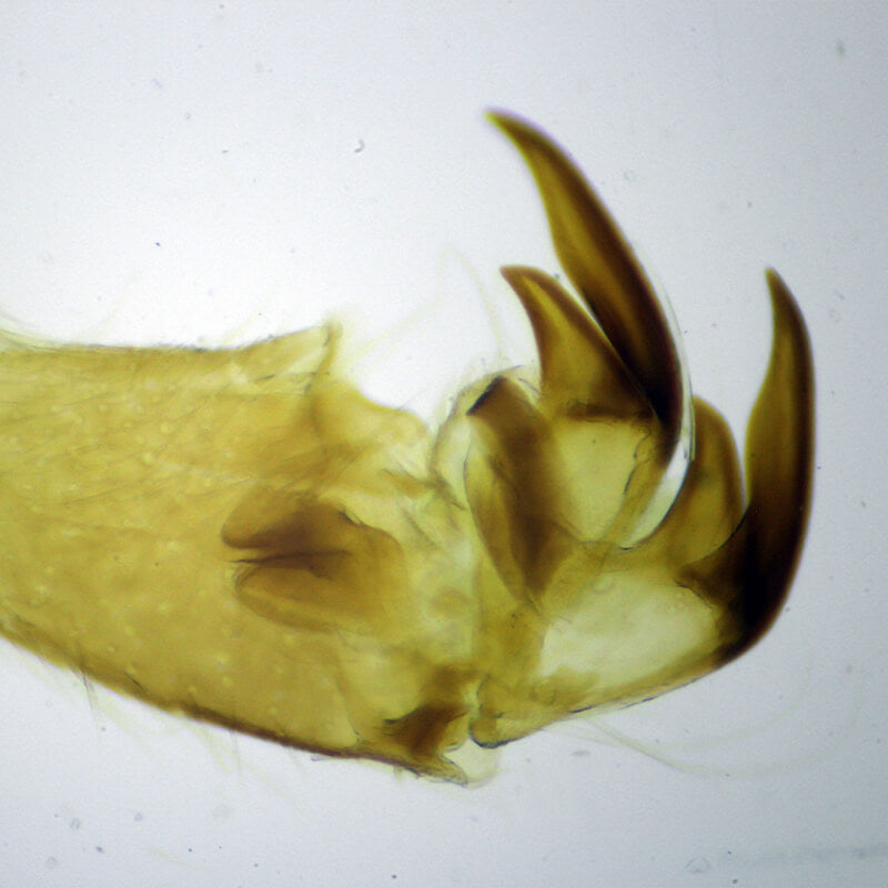 Microscop biologic Lacerta Travel (40x - 1000x)