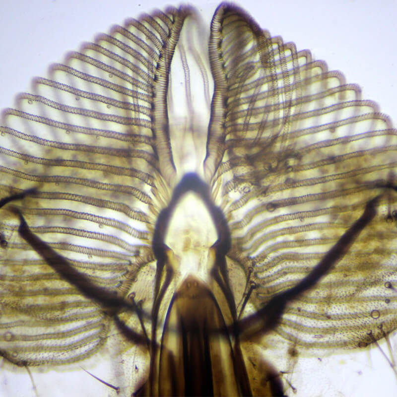 Microscop biologic monocular BIM-151M LED (40-1000x)